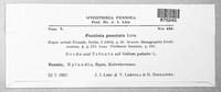 Puccinia punctata image